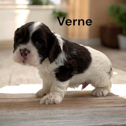 puppy, for, sale, Cocker Spaniel, Joe & Cherri  Overlease, dog, breeder, Miller, MO, dog-breeder, puppy-for-sale, forsale, nearby, find, puppyfind, locator, puppylocator, aca